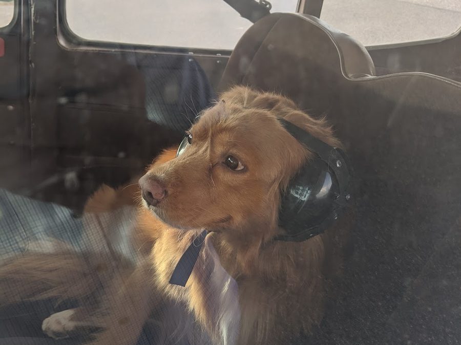 A dog wearing a headset in the back seat of an airplane